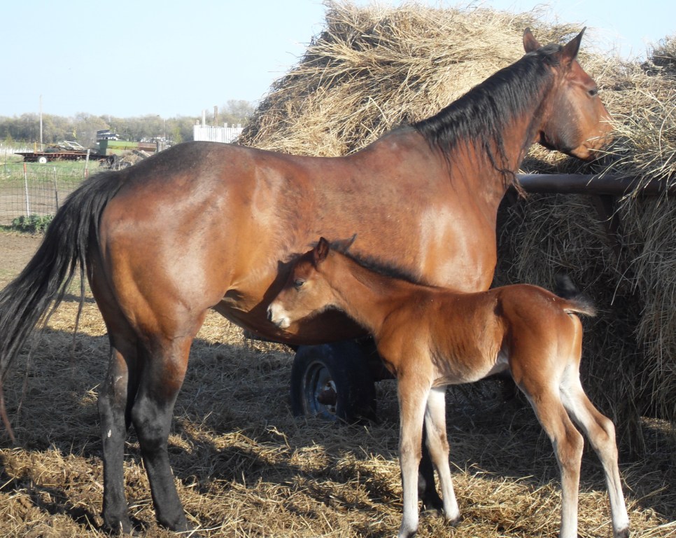 bayfoal4w