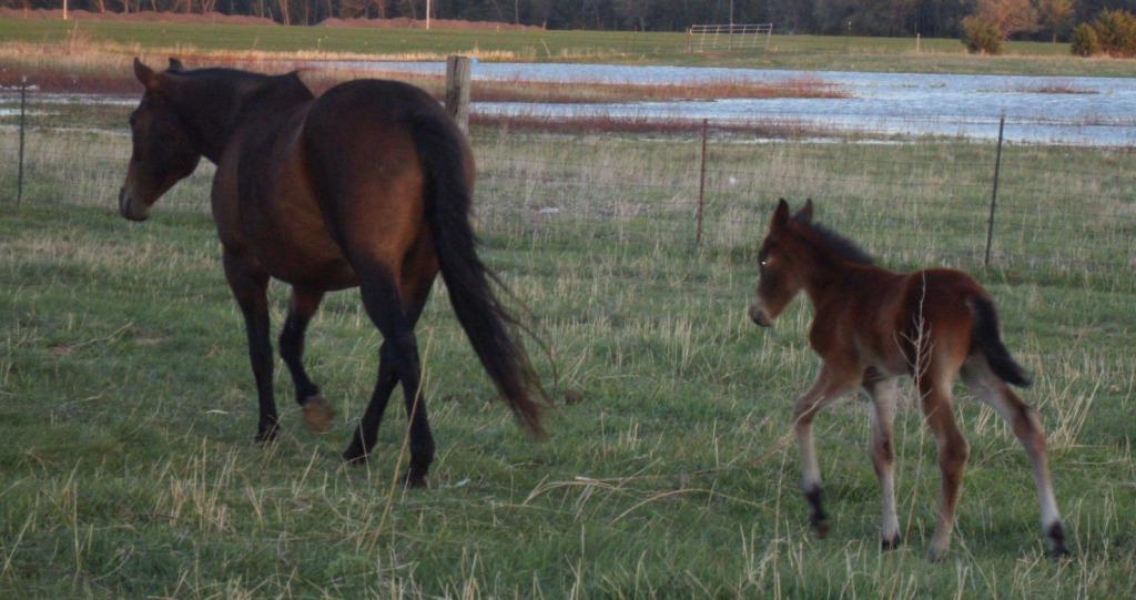 bayfoalw