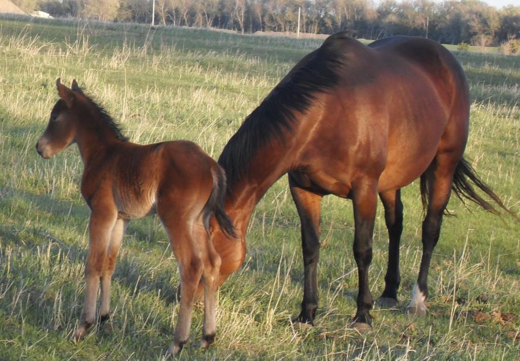 dcfoal2w
