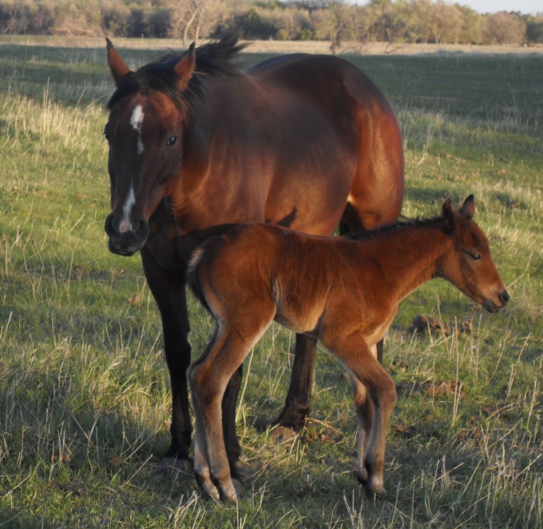 dcfoal3w