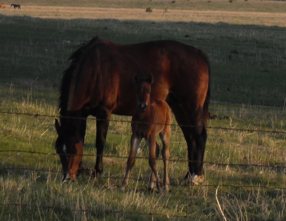 dcfoalw