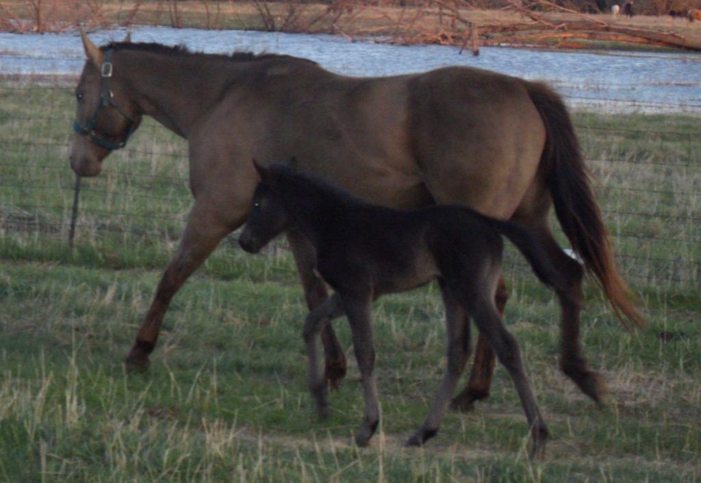 dunnfoal5w