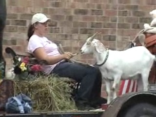 goat eating candy