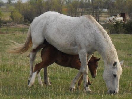 graybaby1
