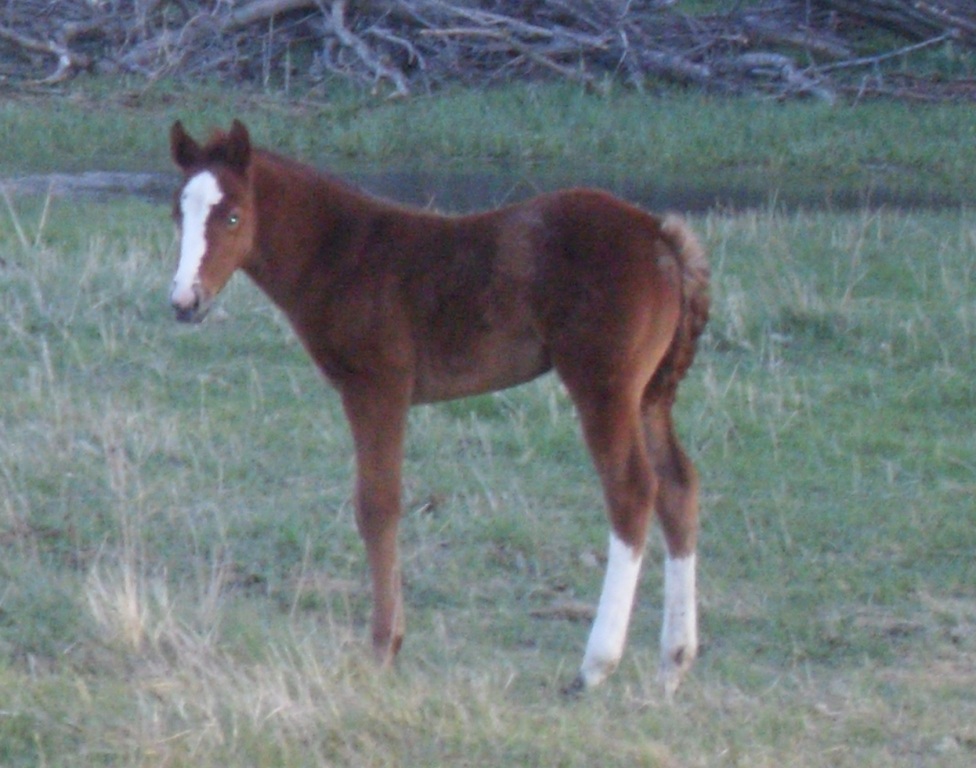 illuminfoal2w