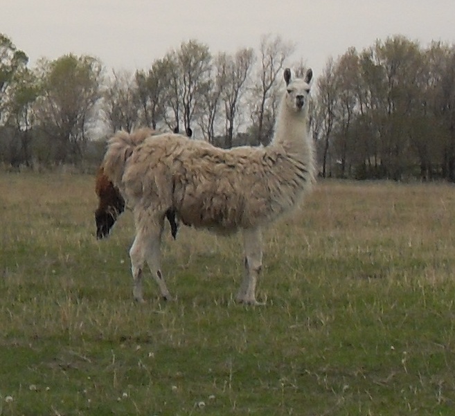 lama2