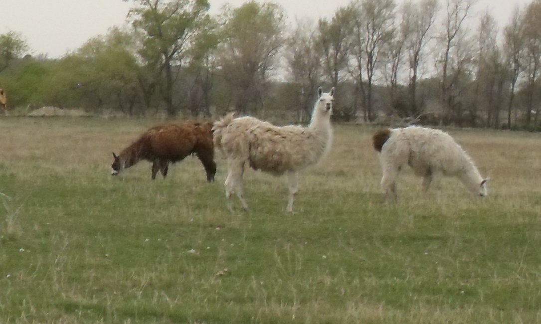 lamas