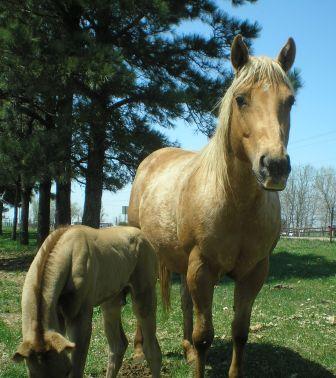 palmare2