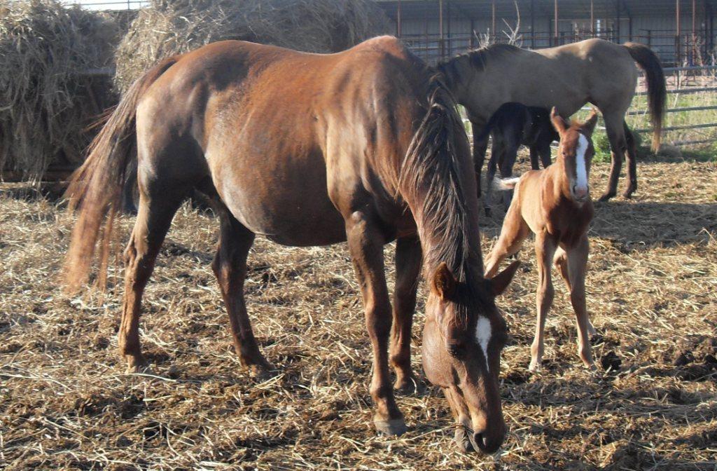 redfoal2w