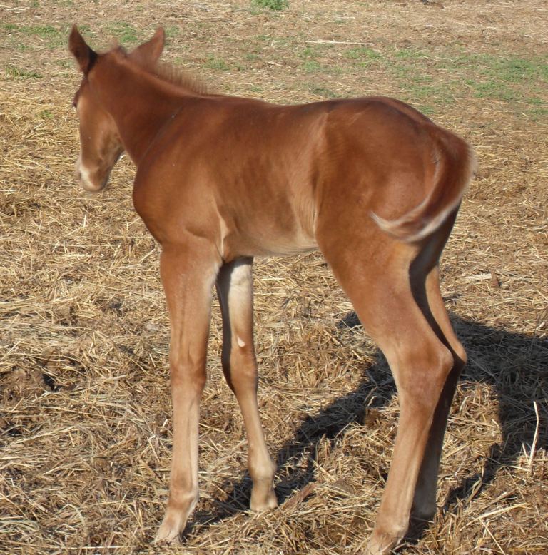 redfoalw