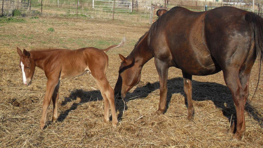 sorrellfoal6w