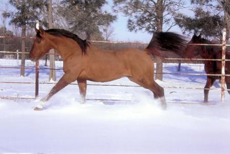 tarisnow2